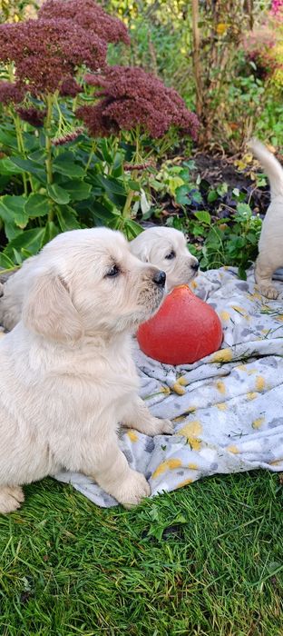 Golden retriever szczenię- ostatni piesek