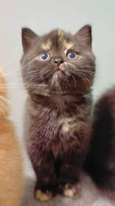 Kot Brytyjski   Rodowód PZF/WCF