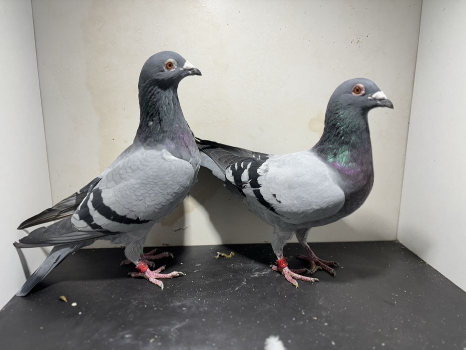 Para org Paweł Mędrysa