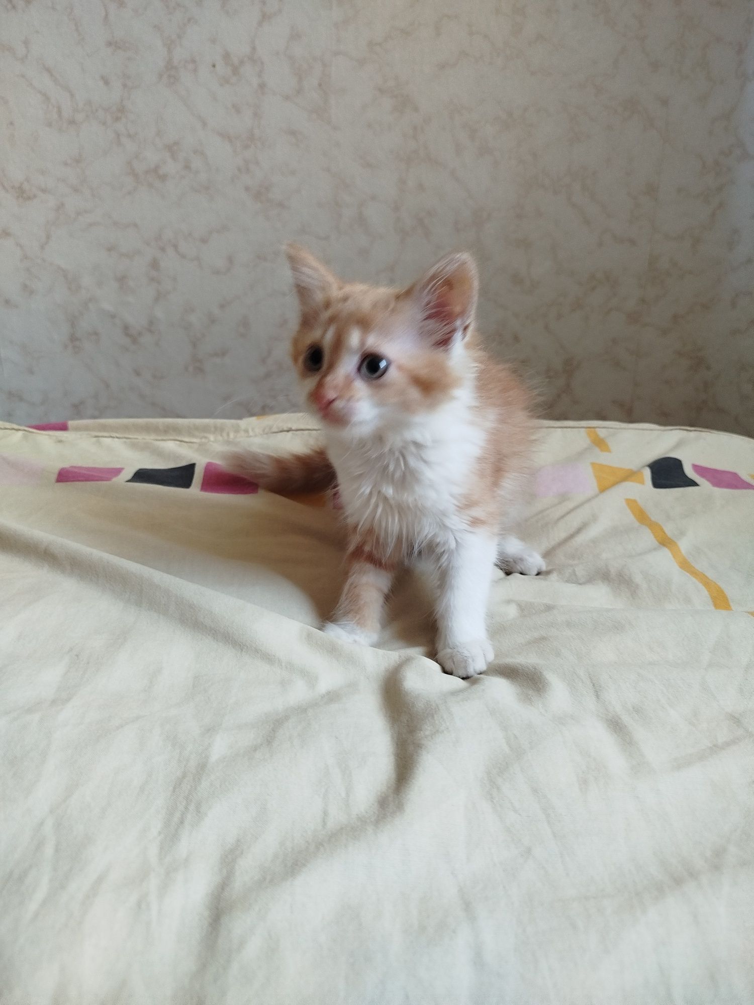 Віддамо кошенят в хороші руки