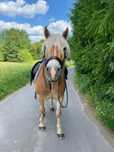 haflinger 7 letni wałach