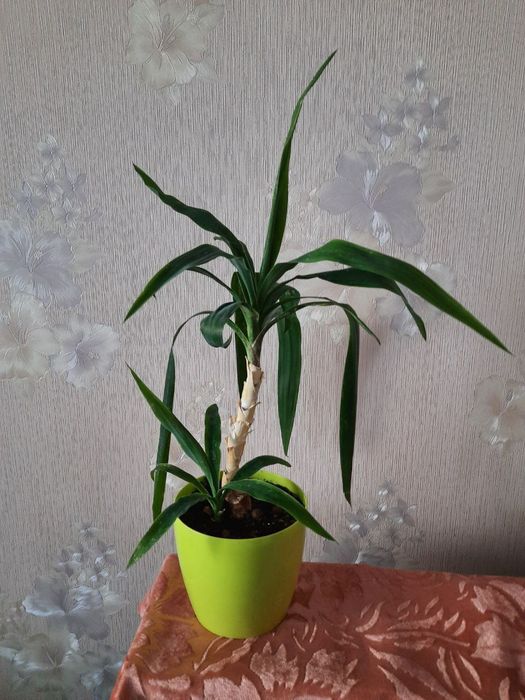 Драцена(кукурудза)