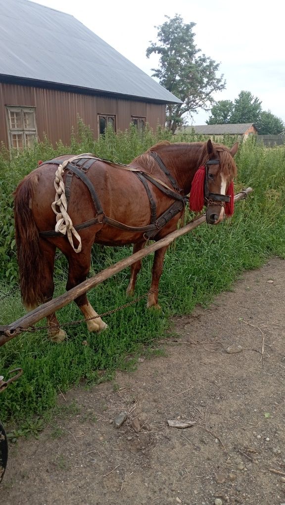 Продам кобилу спокійну