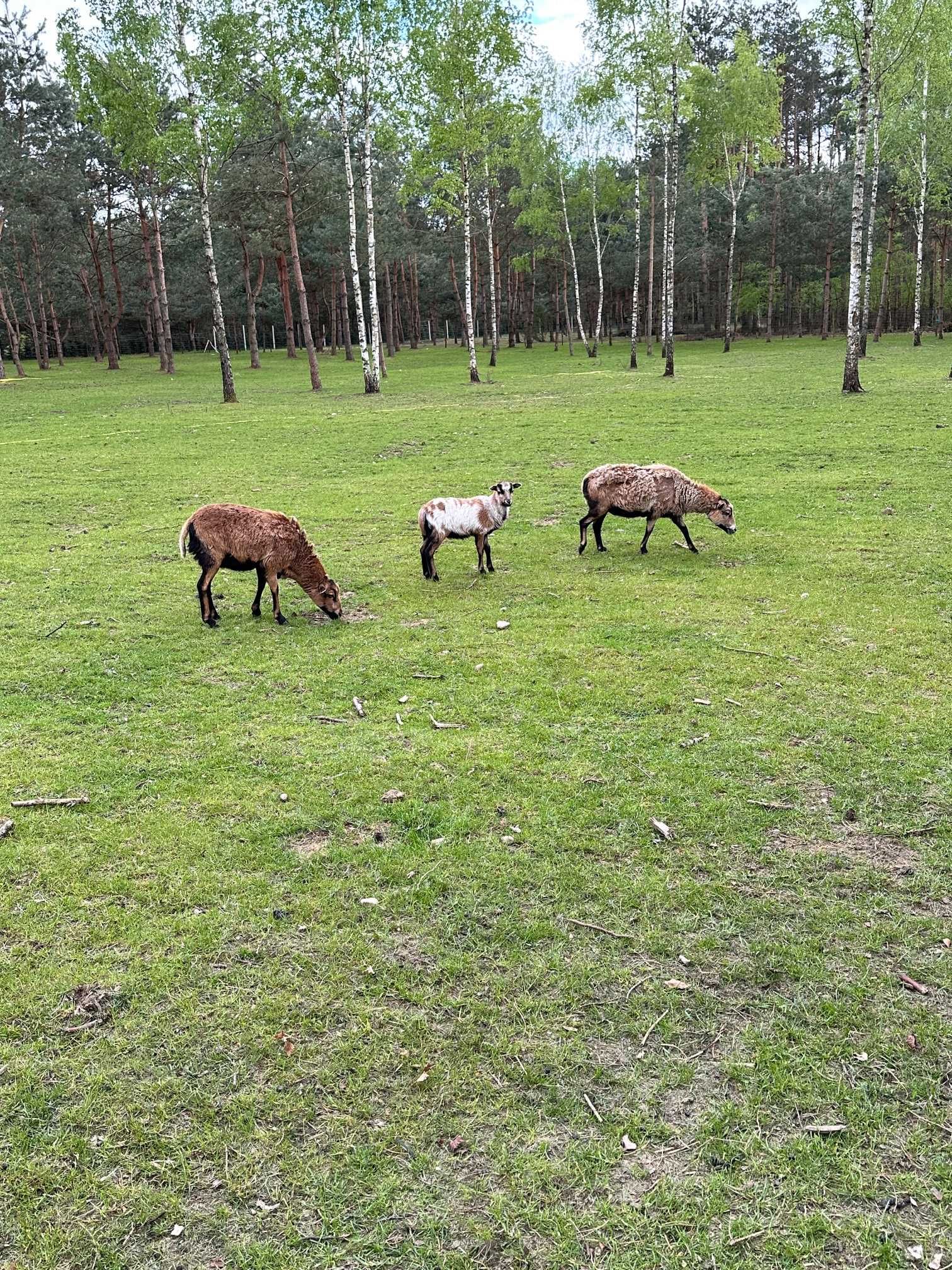 Owce Kameruńska roczne i dwuletnie
