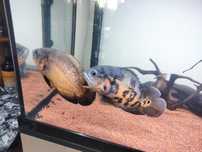 Vendo Peixes oscares
