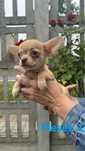 Chihuahua red nose