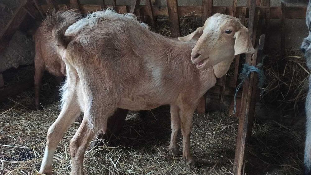 продається дійна молочна коза, першокотка