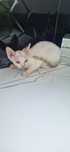 Devon Rex kocurek Ginger