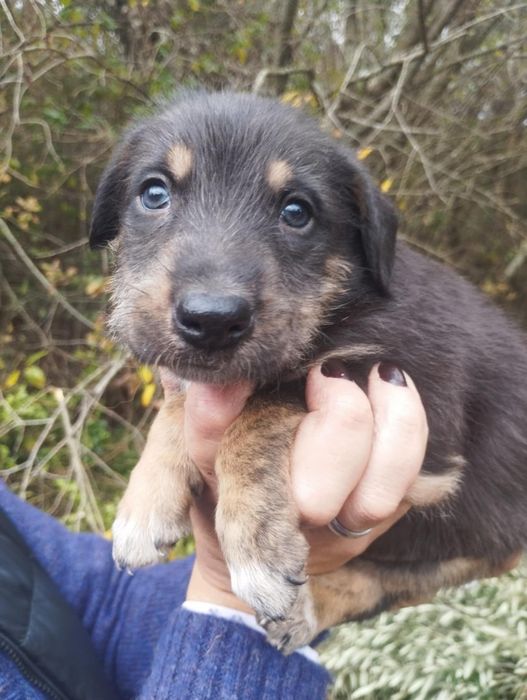 Mel para adoção muito responsável