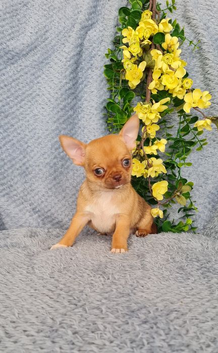 Excelente mini mini choco fawn Chihuahua/Chiuaua de Qualidade