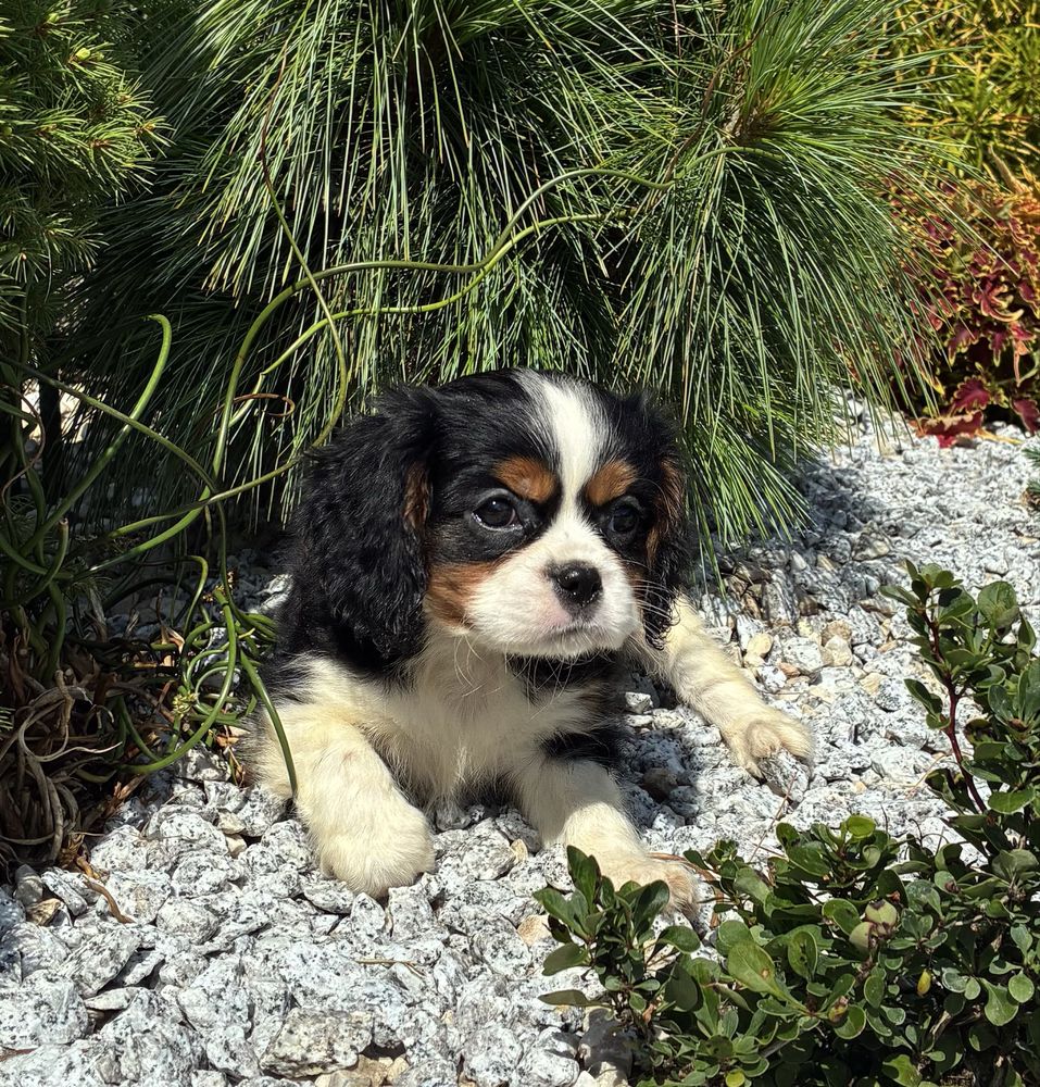 Cavalier King Charles Spaniel