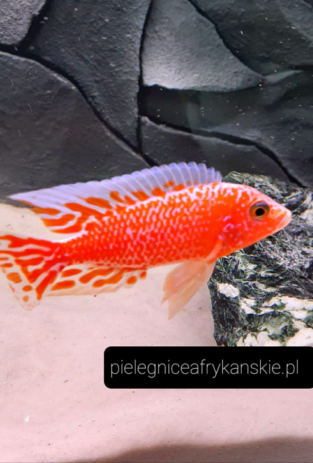 Aulonocara fire fish.Pyszczak z Malawi. Wysyłka. Hodowla