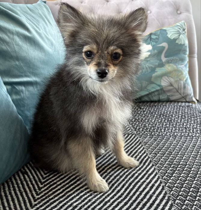 Pomeranian suczka paszport