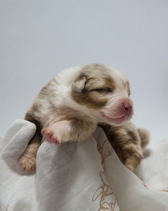 Owczarek australijski szczeniak