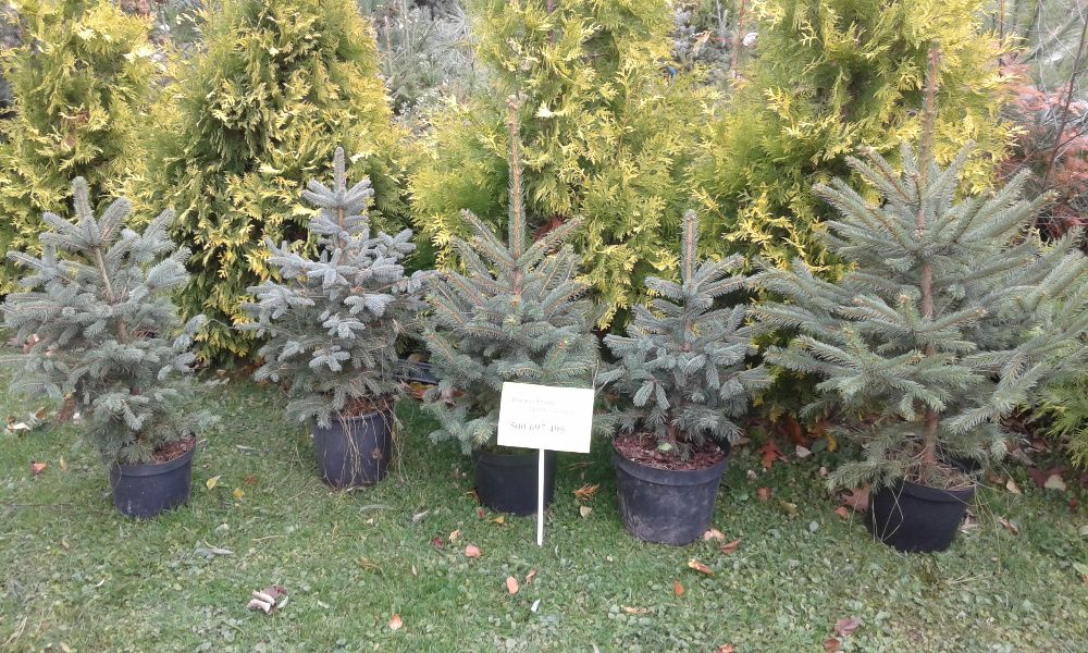 Choinki Jodła świerk sosna z własnej plantacji -dowóz.