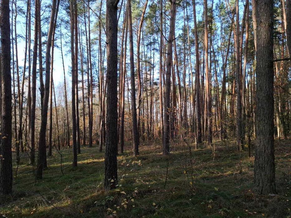 Sprzedam las z gruntem - Kozice ( powiat garwoliński ) 9,99zł/m2