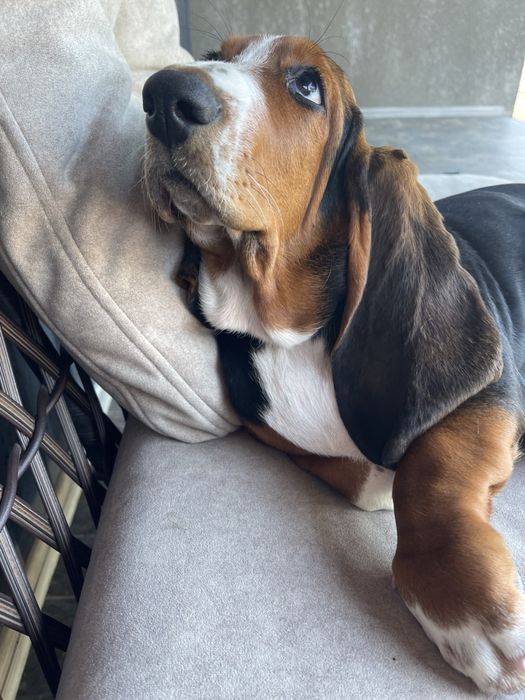 Бассет-хаунд девочка с документами