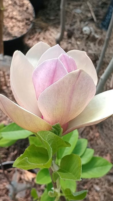 Магнолія Рододендрон Гортензія Сакура Катальпа Півонія Жимолость Ківі