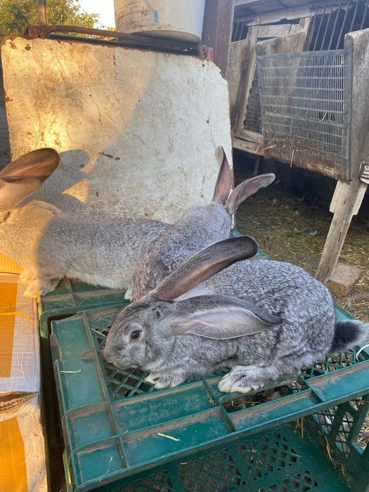 Продам кролі. Шиншила, французький баран