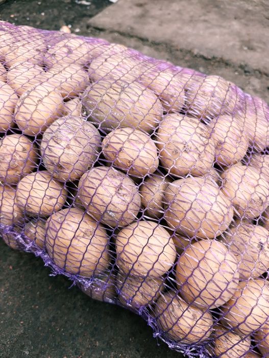 Картопля Рив’єра — посадкова (2-га репродукція)