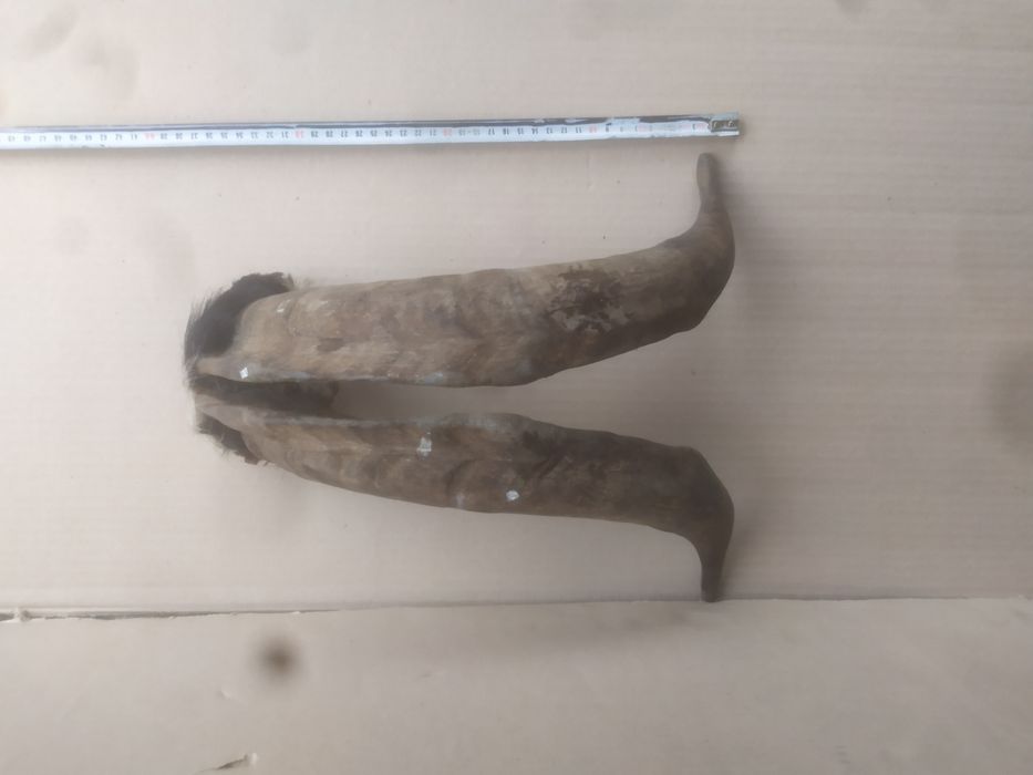 Роги козла з кісткою