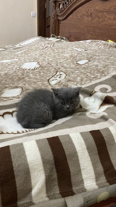 Кошеня британець прямовухий хлопчик