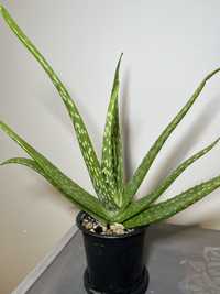 Aloes aloe vera leczniczy