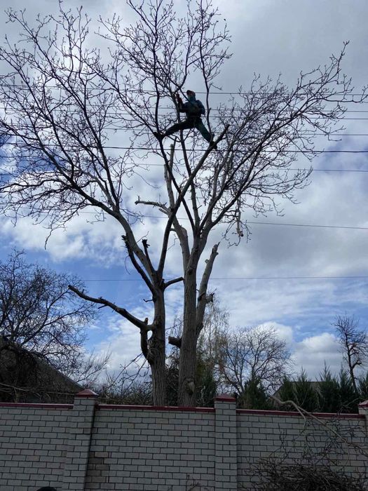 Очистка ЛЭП, Спил аварийных деревьев Днепр