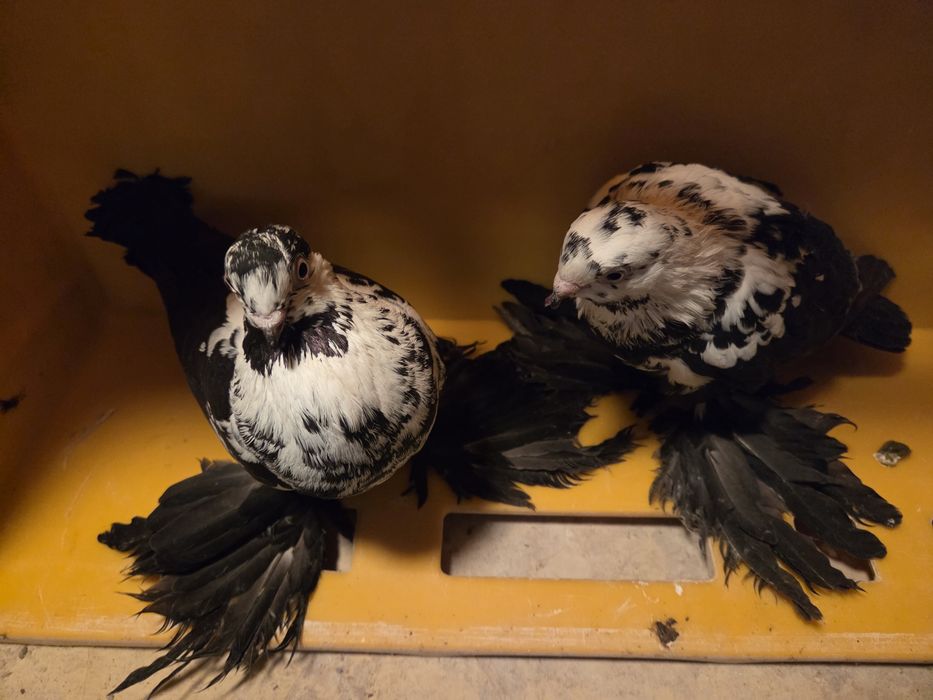 Widyn widyny gołębie ozdobne