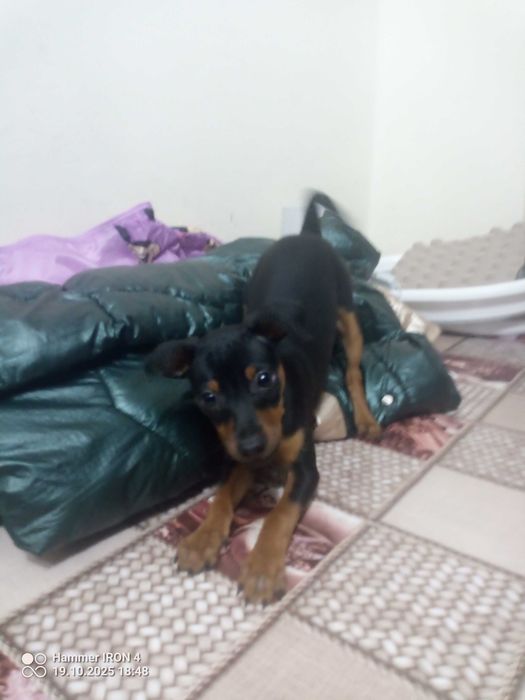 Suczka pinczer miniaturowy