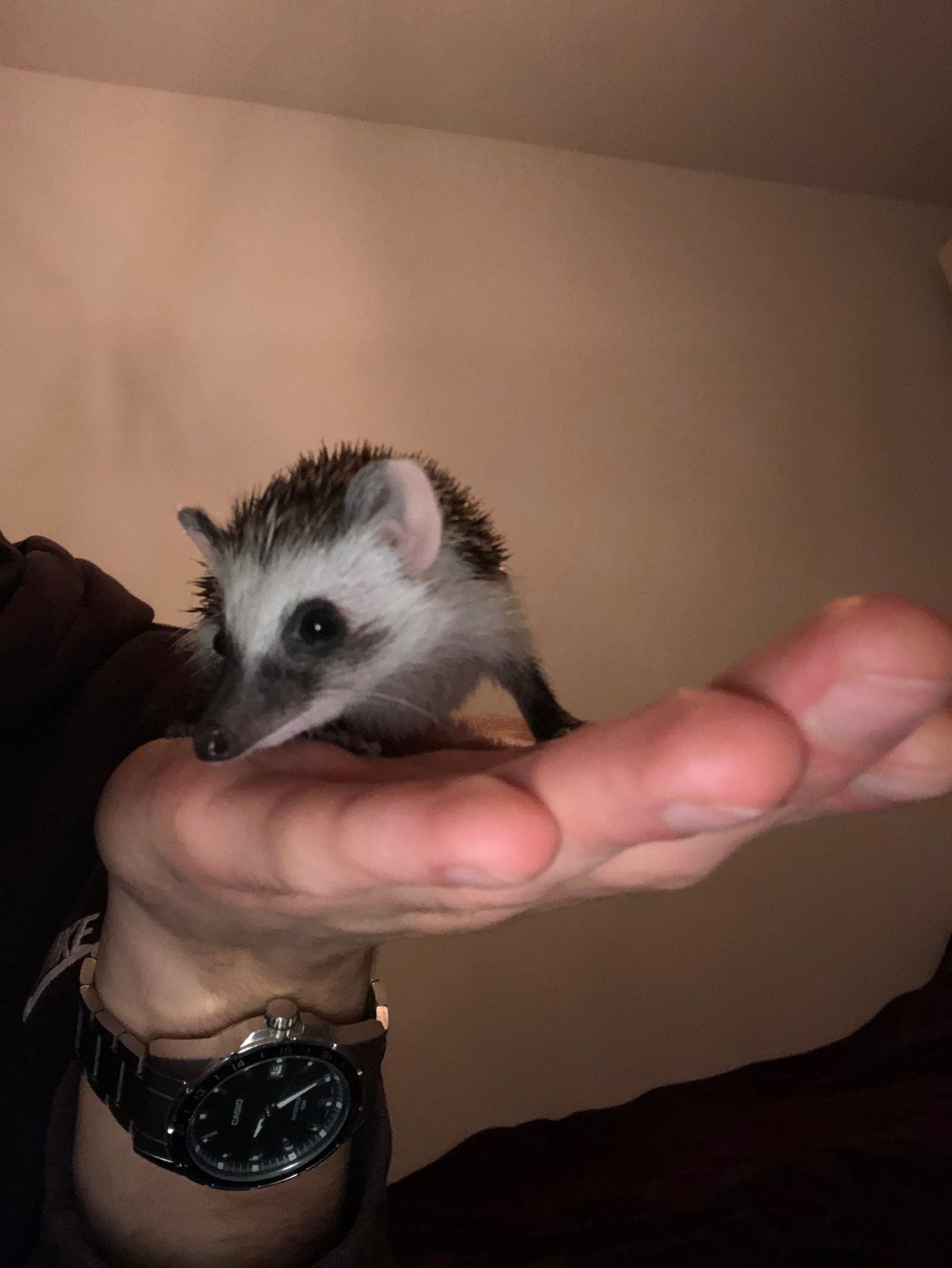 Młode Jeże Pigmejskie
