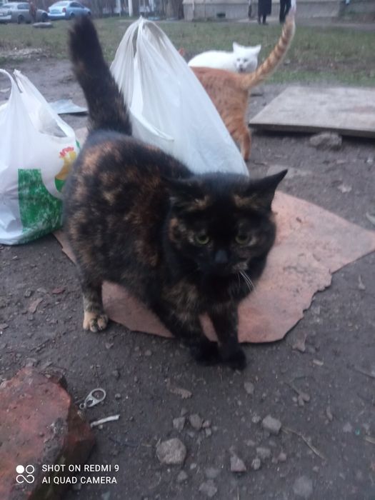 Черепашкова красуня