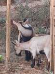 Cabras Anãs, sem cornos