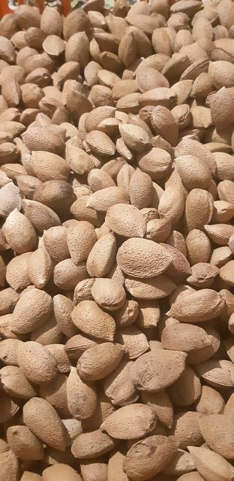 Amêndoas produção biológica, sabor autêntico