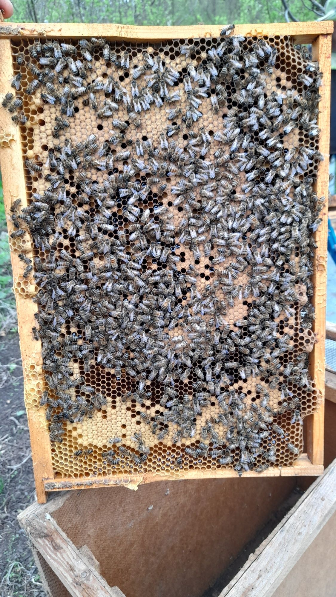 Пчелопакеты, пчелосемьи, пчеломатки.