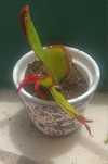 Suculenta em vaso 1