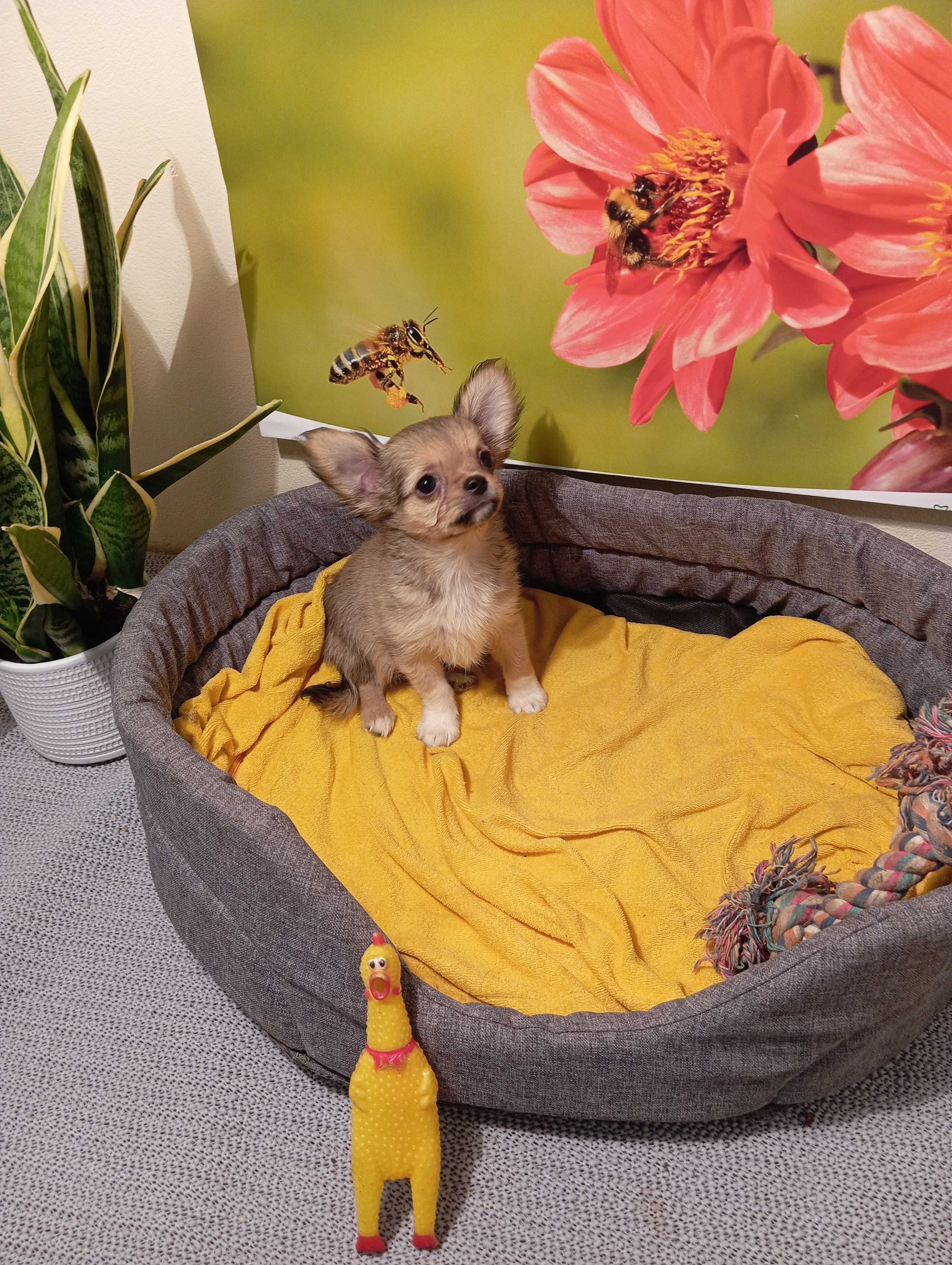 Sprzedam Chihuahua