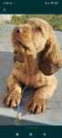 Cocker spaniel piesek