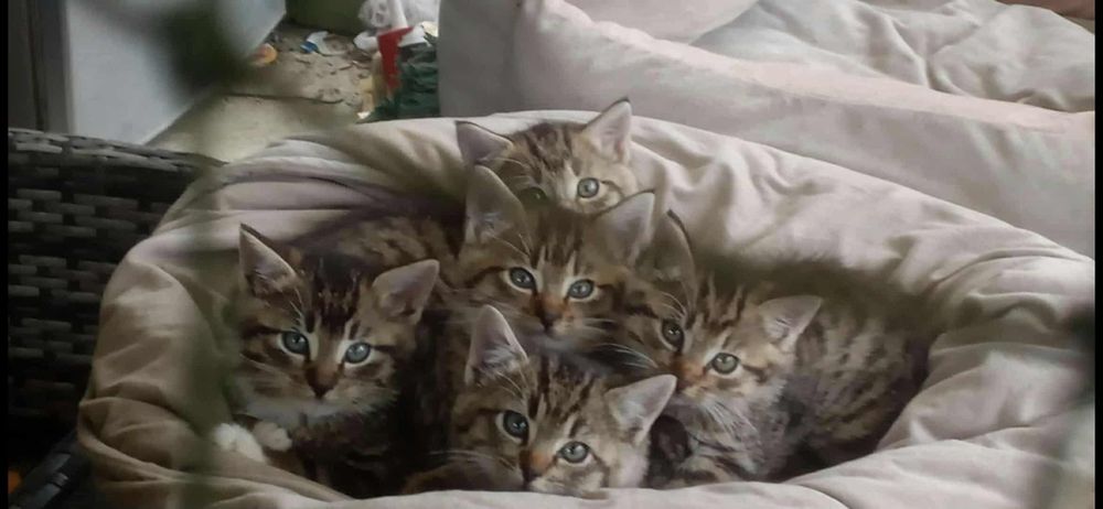 Maleńkie kociątka czekają na miłość – podaruj im dom