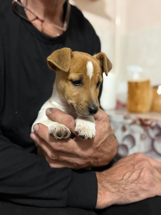 Щеня Джек Рассел