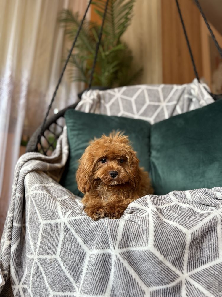 Cavapoo f1 chłopiec red rudy samiec pies pudel