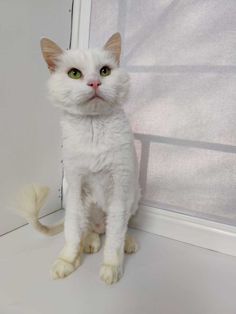 Белоснежный молоденький котик Кай (1,5-2 годика )игривый, КРАСАВЧИК!