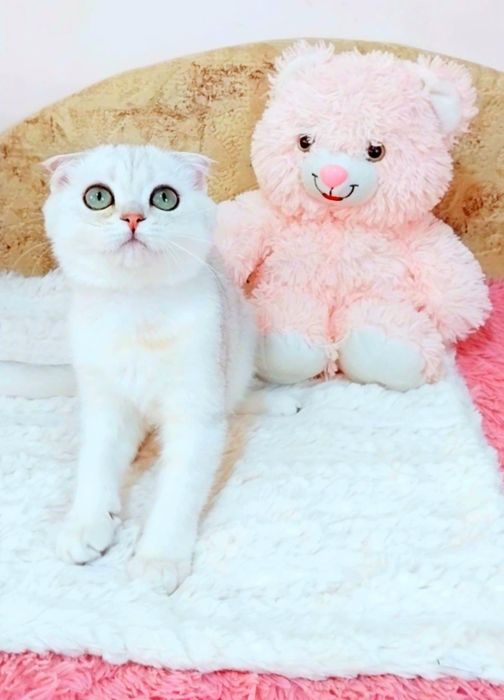 Ооочень ласковый котёночек Вислоушка