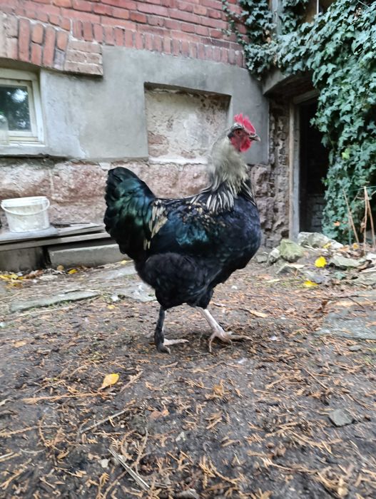 Piękny kogut - mix marans