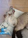 Ragdoll kotek rodowodowy