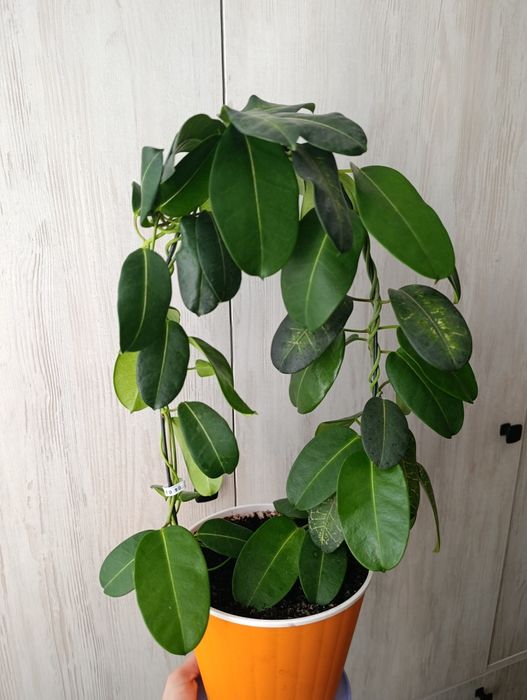 Мадагаскарский жасмин или Стафанотис