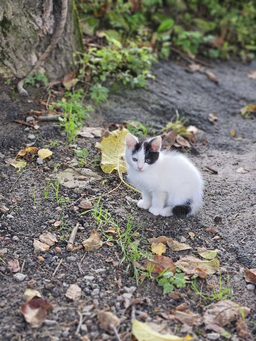 Кошенята хлопчики і дівчинка, безкоштовно, в добрі руки