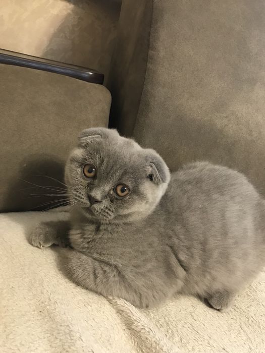 Шотландські кошенята