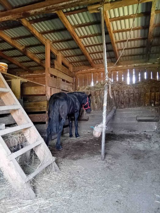 Witam Sprzedam źrebaka