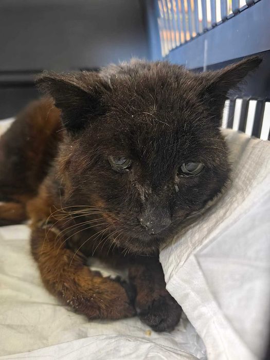 cudowny koci staruszek po przejsciach szuka domu! Oddam kota!